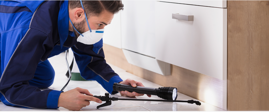 Denison pest xpert removal